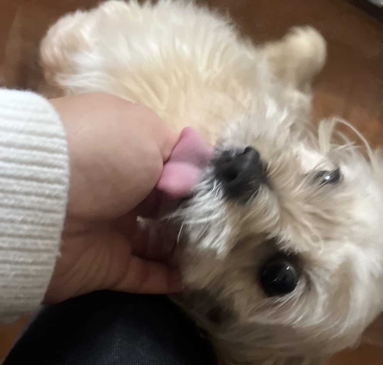 Peekaboo in need of a Loving Home! image 2