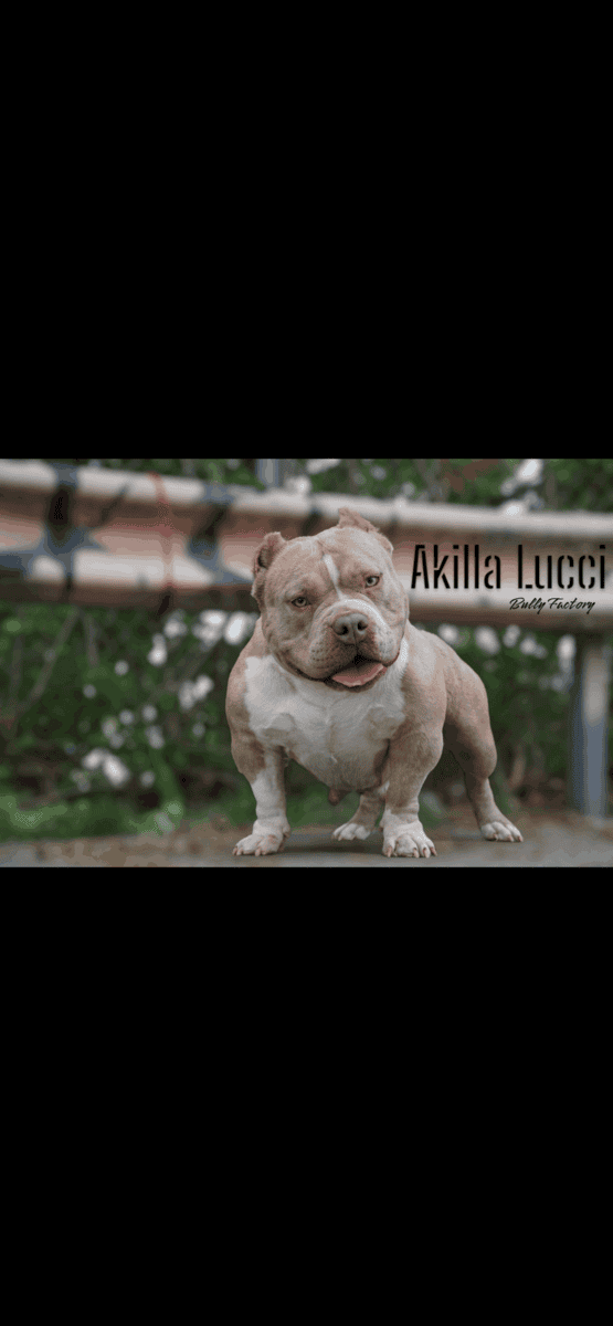 Bully image 1