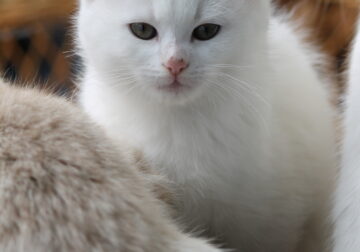 White male kitten