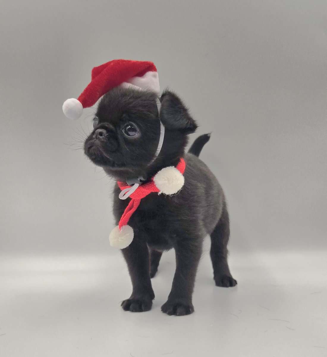 Brussels Griffon image 5