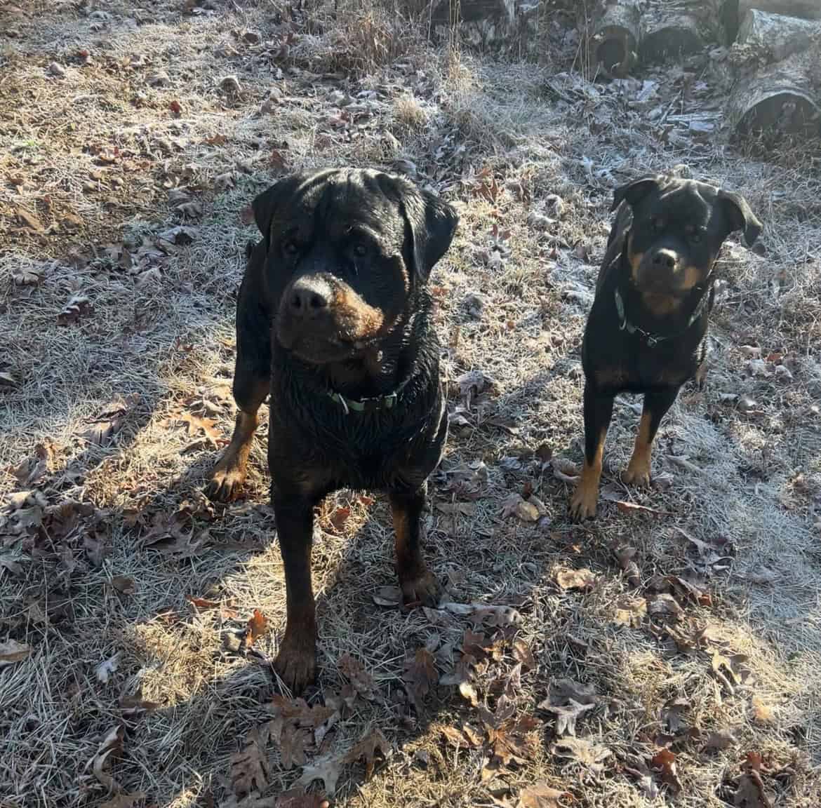 Rottweiler Puppies- AKC Champion bloodlines image 4