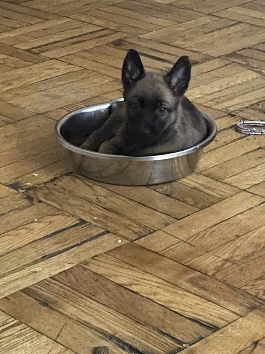 Belgian Malinois pups 8 weeks old image 6