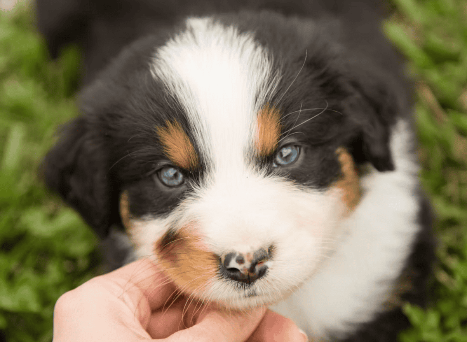 Pure Bred Australian Shepherd Puppies Due SOON! image 7
