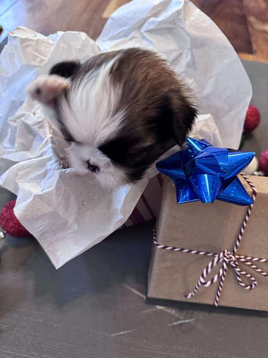• “Adorable AKC Shih Tzu Puppies Ready for Their N image 3