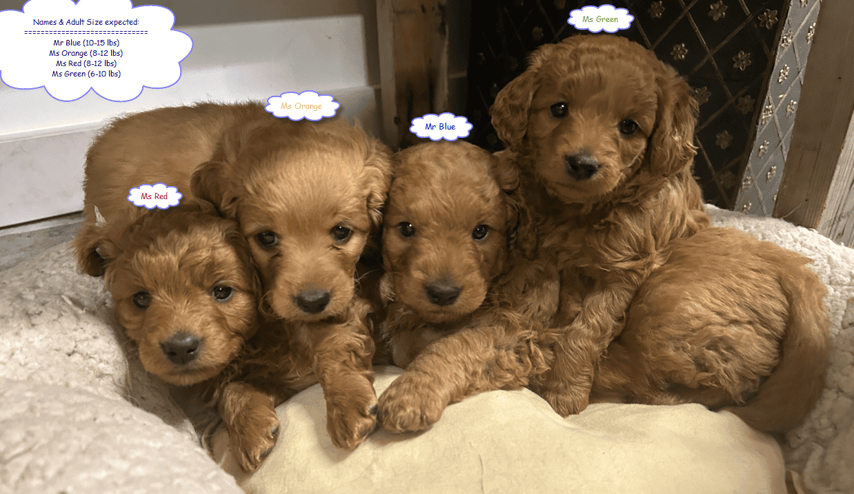 Mini-Golden Doodle Pups (Teacup to Toy size) image 1