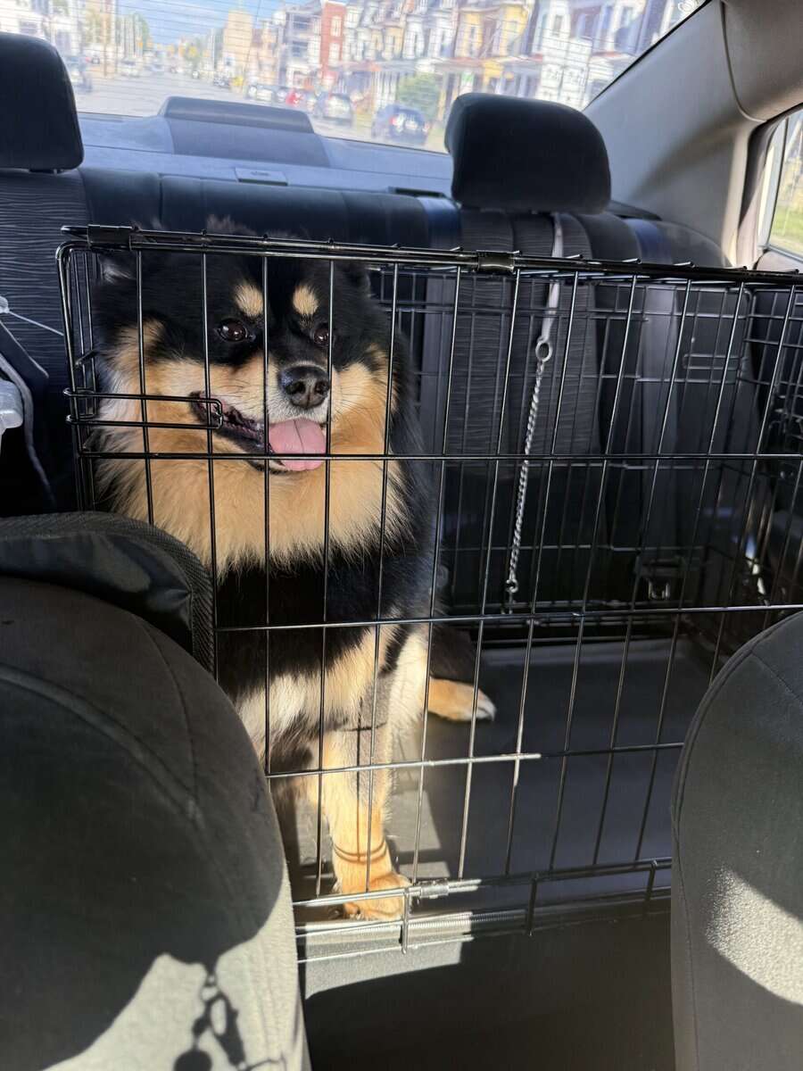 Dog for sale! image 2