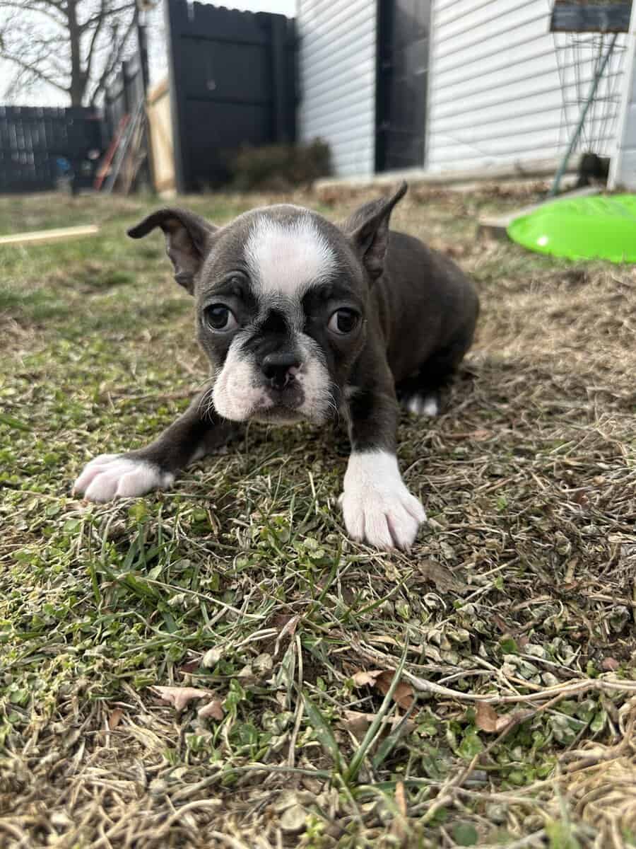 Boston terrier pups image 11