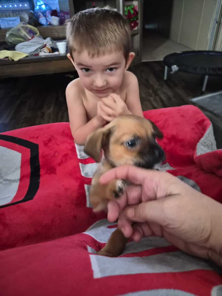 Chihuahua puppy female image 2