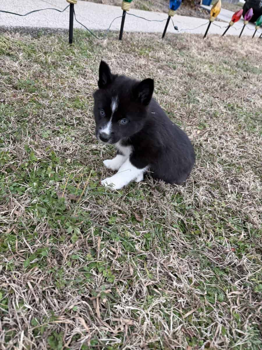 Abby the Pomsky image 3