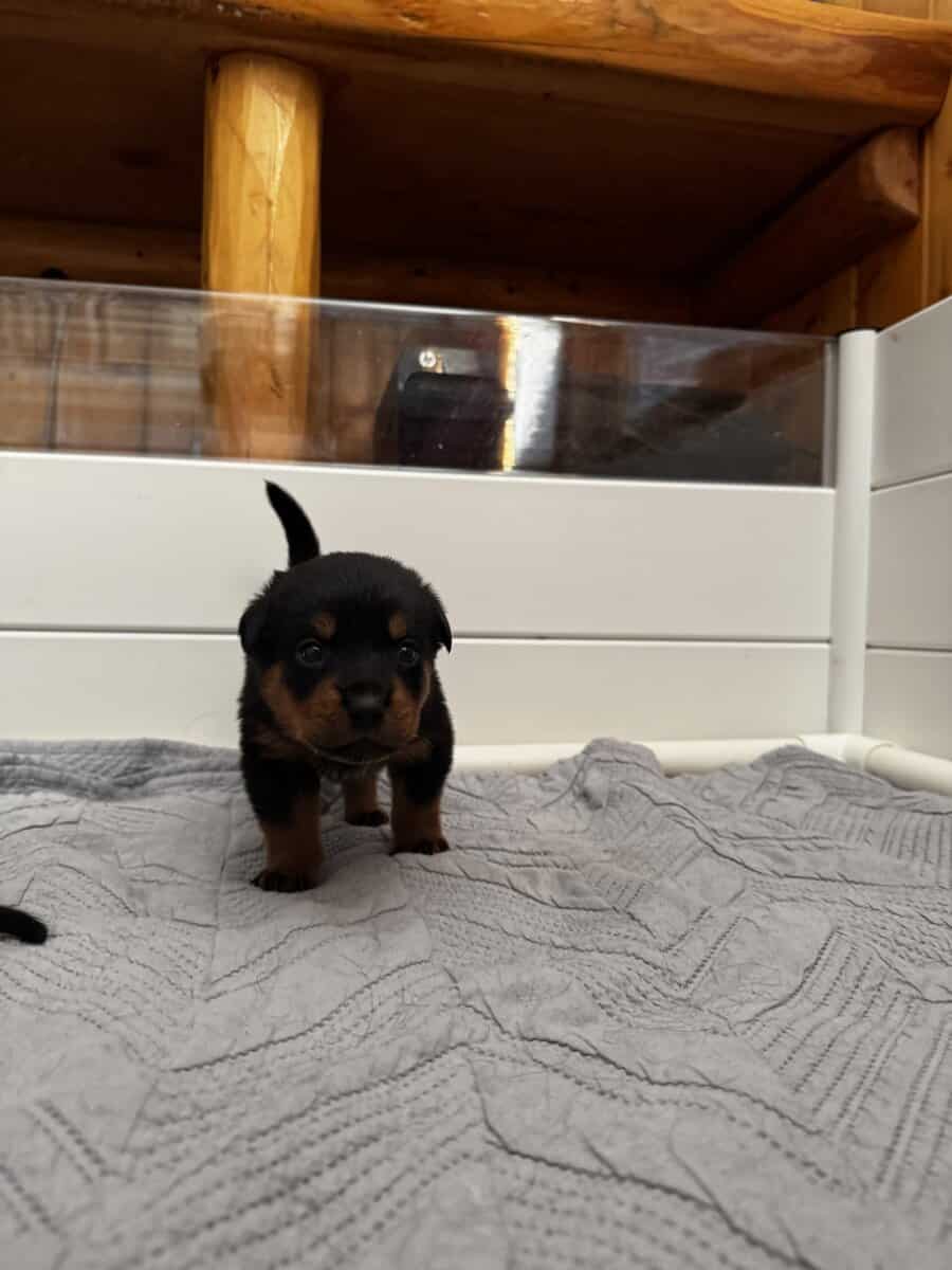 Puppies need a home image 1