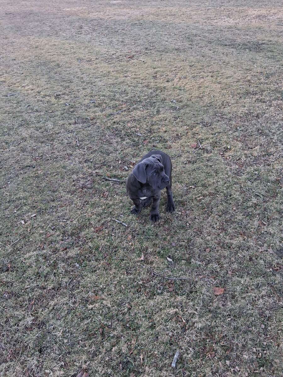 Beautiful Female Cane Corso Puppy image 3