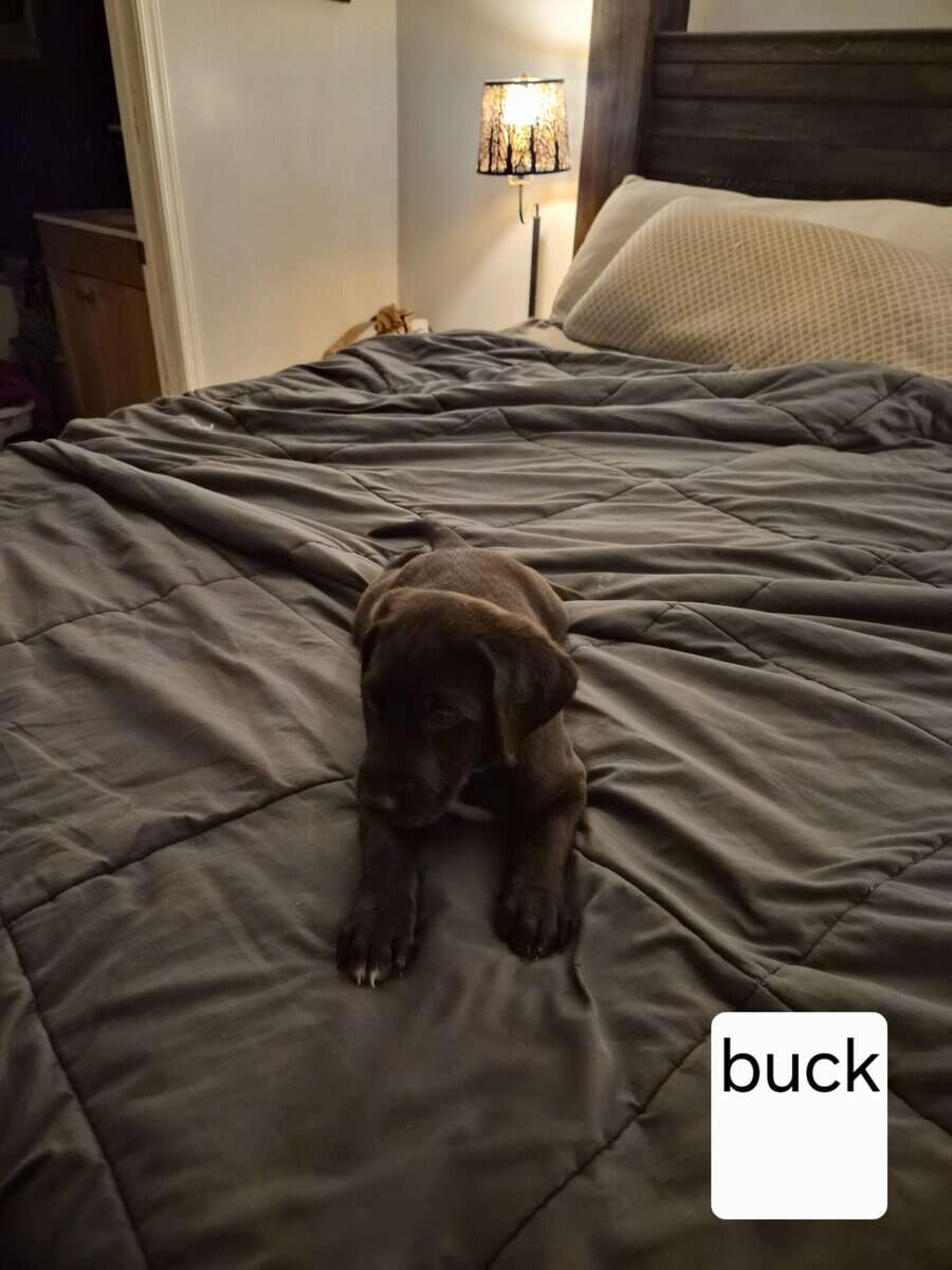 Silver lab /german wired pointer mix image 16