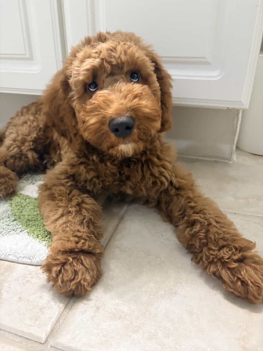 Goldendoodle male image 3