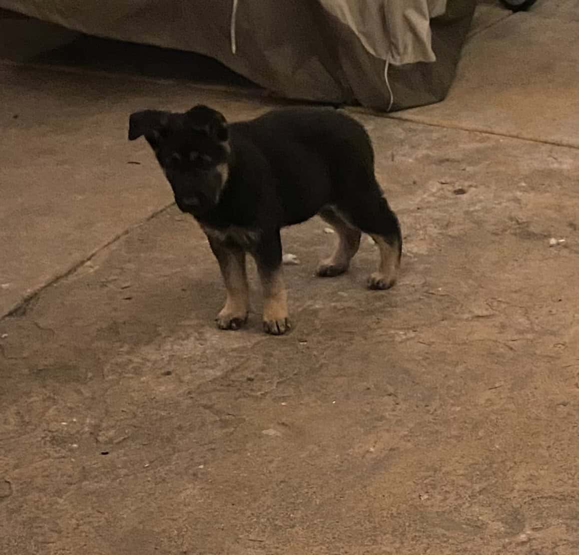 German Shepherd / Golden Retriever Mix Puppies image 8