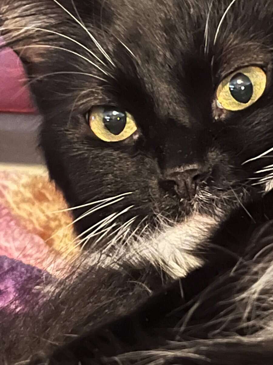 Sweet, Lazy Female Cat Needs a Home image 4