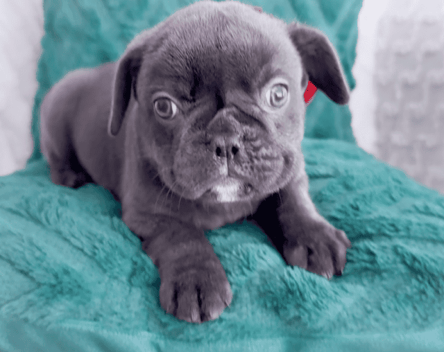 Vixen AKC French Bulldog Puppy Health Tested image 1