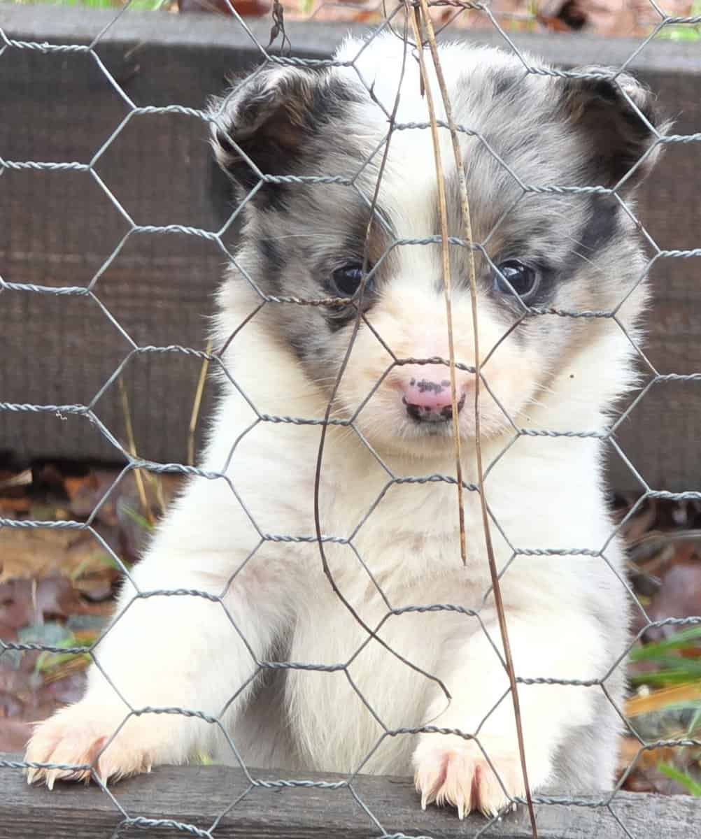 Christmas Puppies!!!...4 sold, 5 females left!!!.. image 4