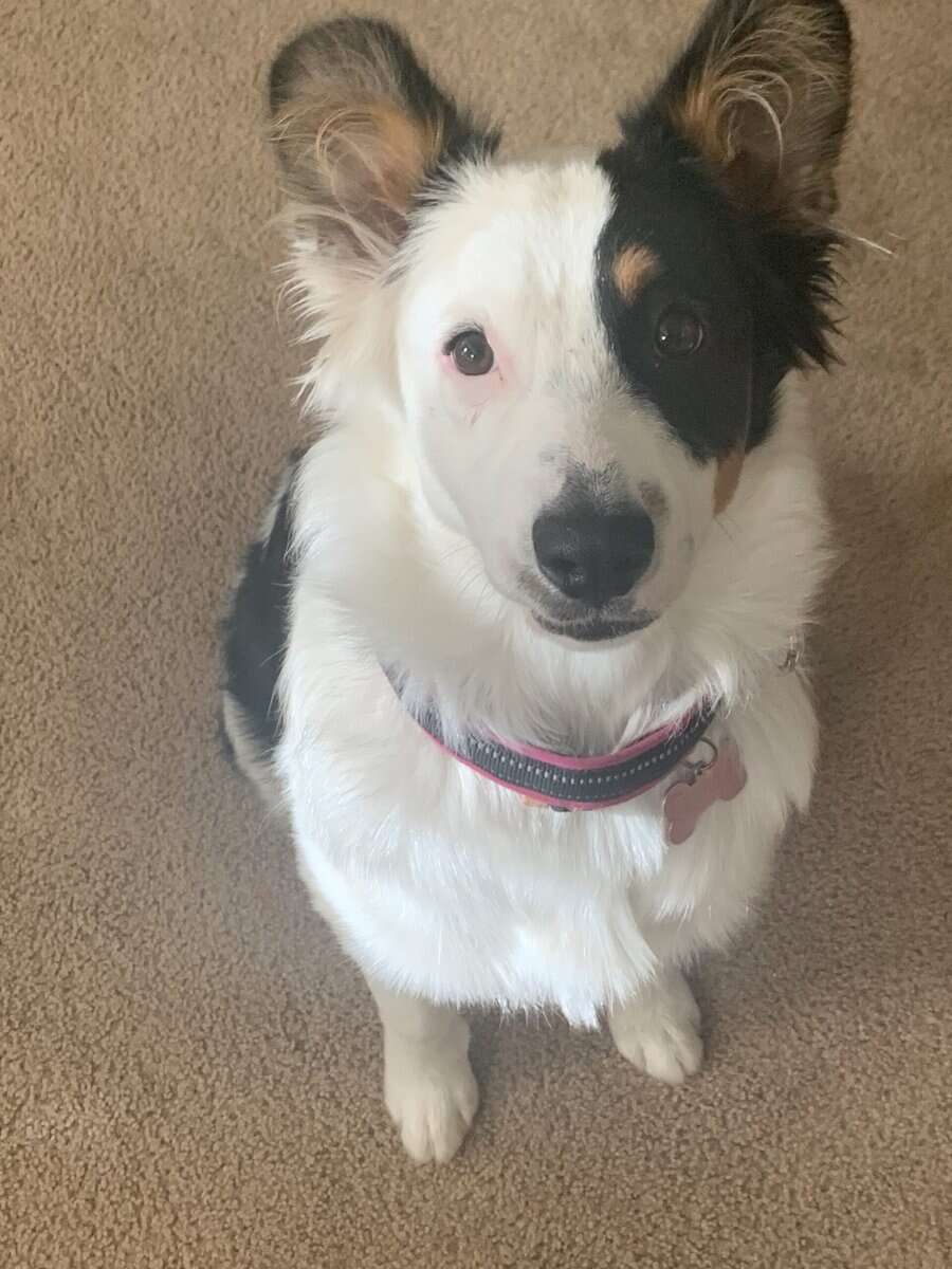 6 month old Australian Shepherd image 4