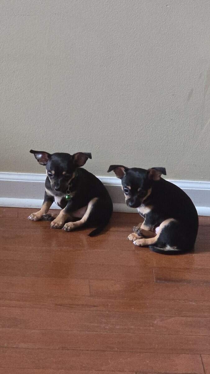 Chorkie pups for rehoming image 3