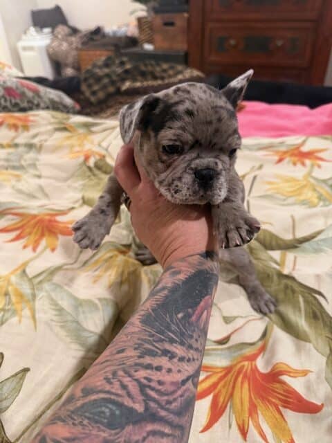 FRENCHIES FULL AKC image 5