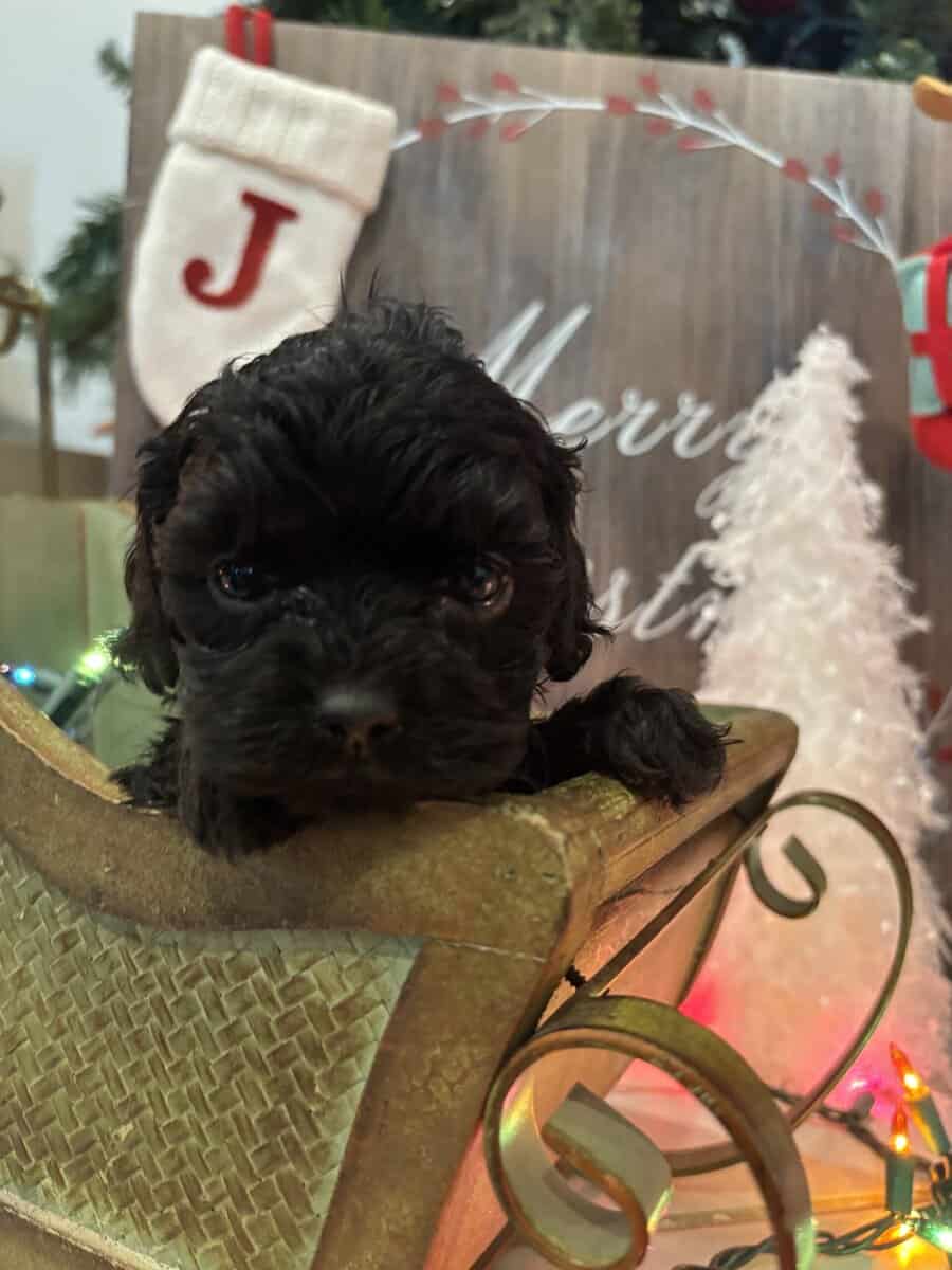 Merry Christmas! image 1