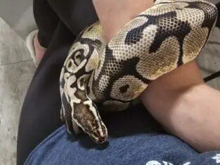 Ball Python