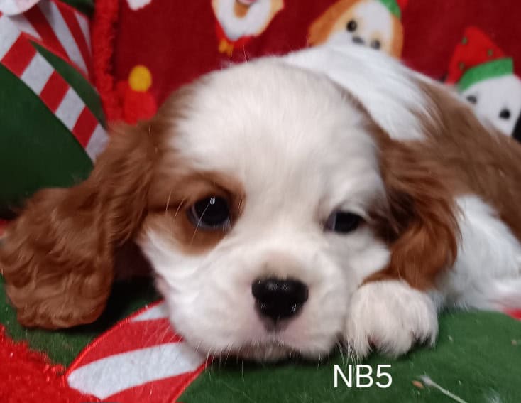 AKC Cavalier Puppies image 8