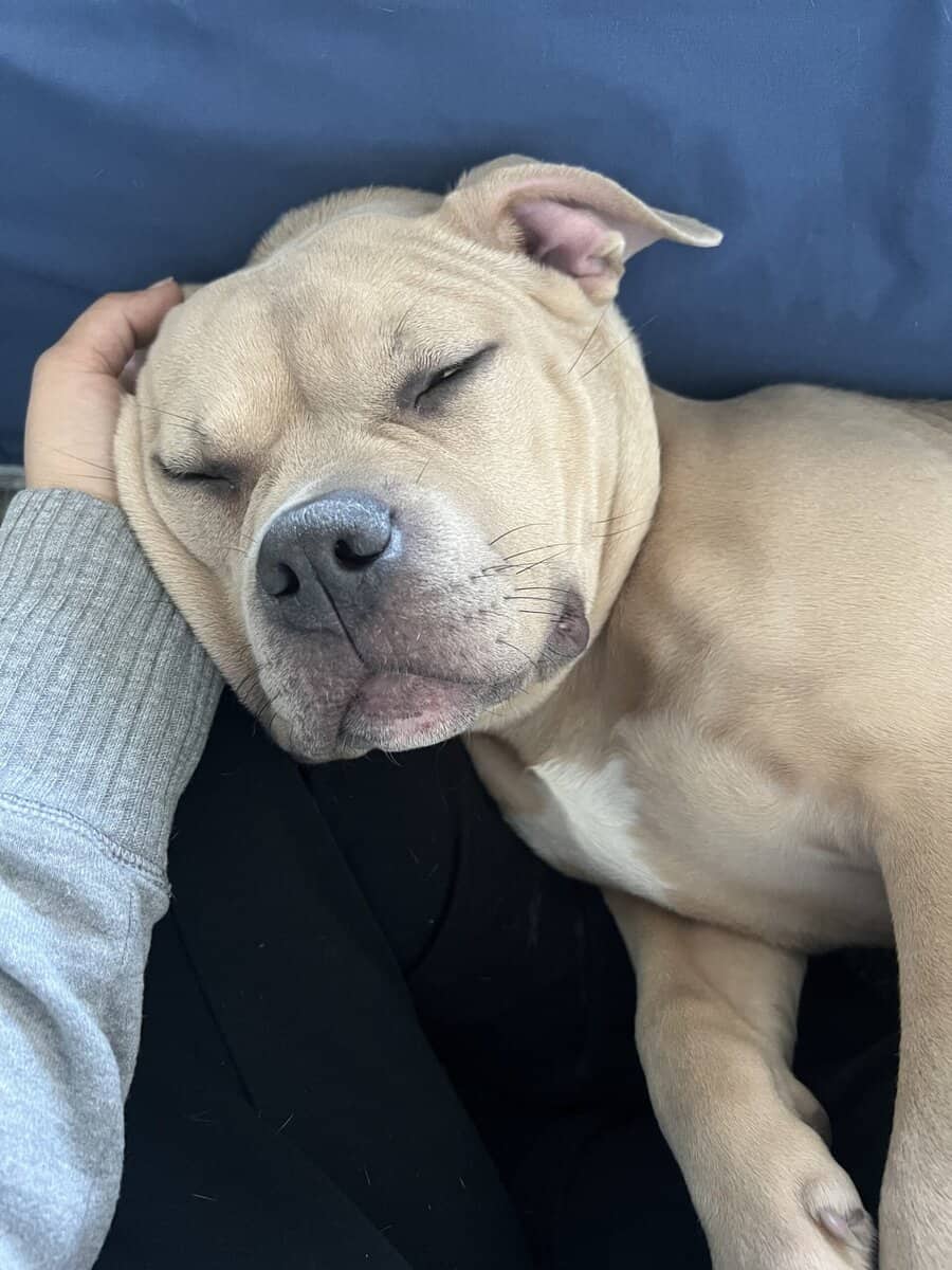 Full Breed American Pocket Bully image 7