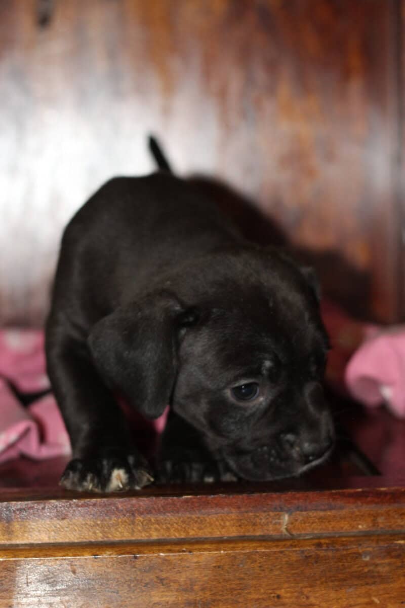 LAB PIT/BULLY MIX PUPPIES image 9