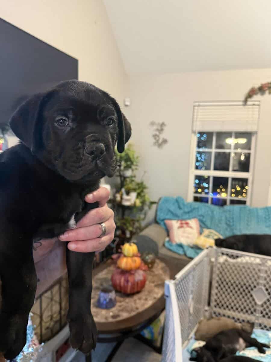 8 weeks old Male Cane Corso image 7