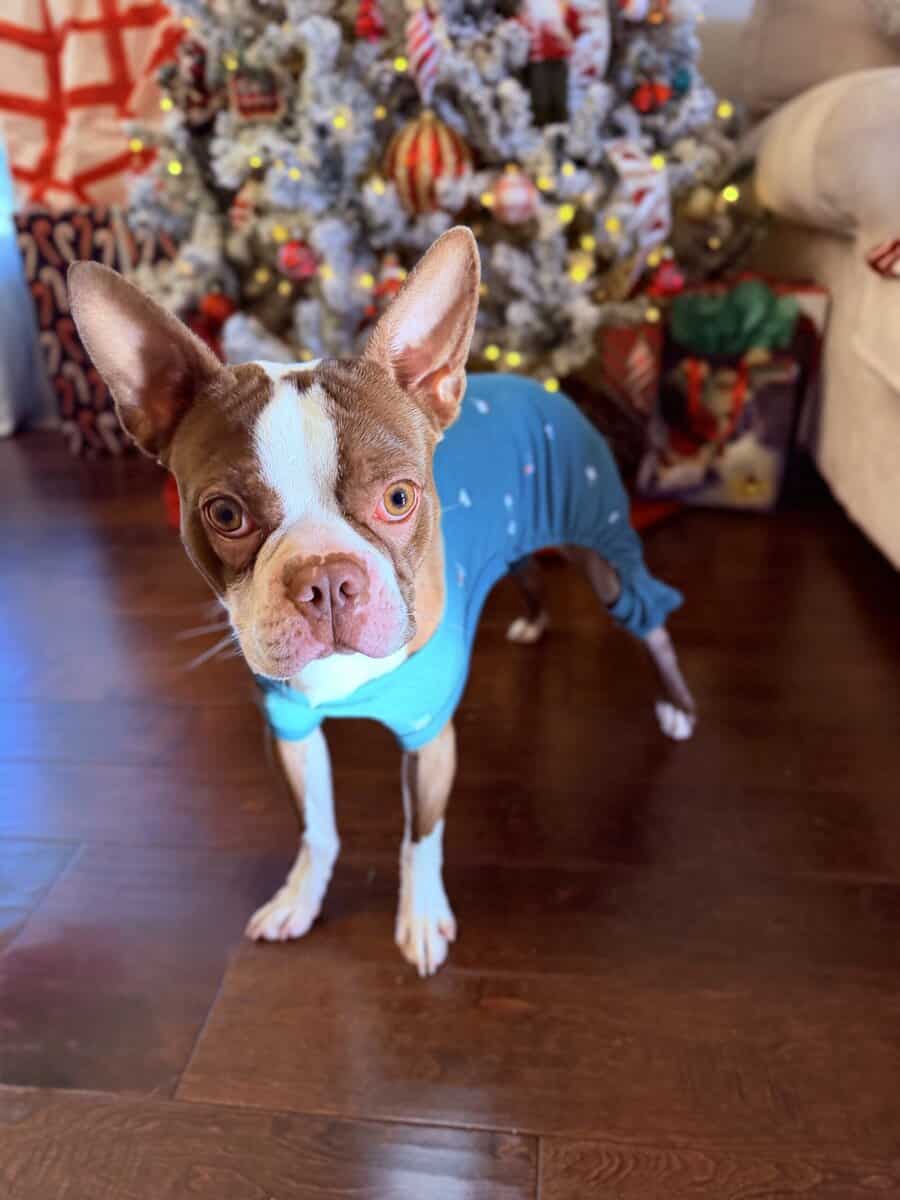 Boston Terrier image 1