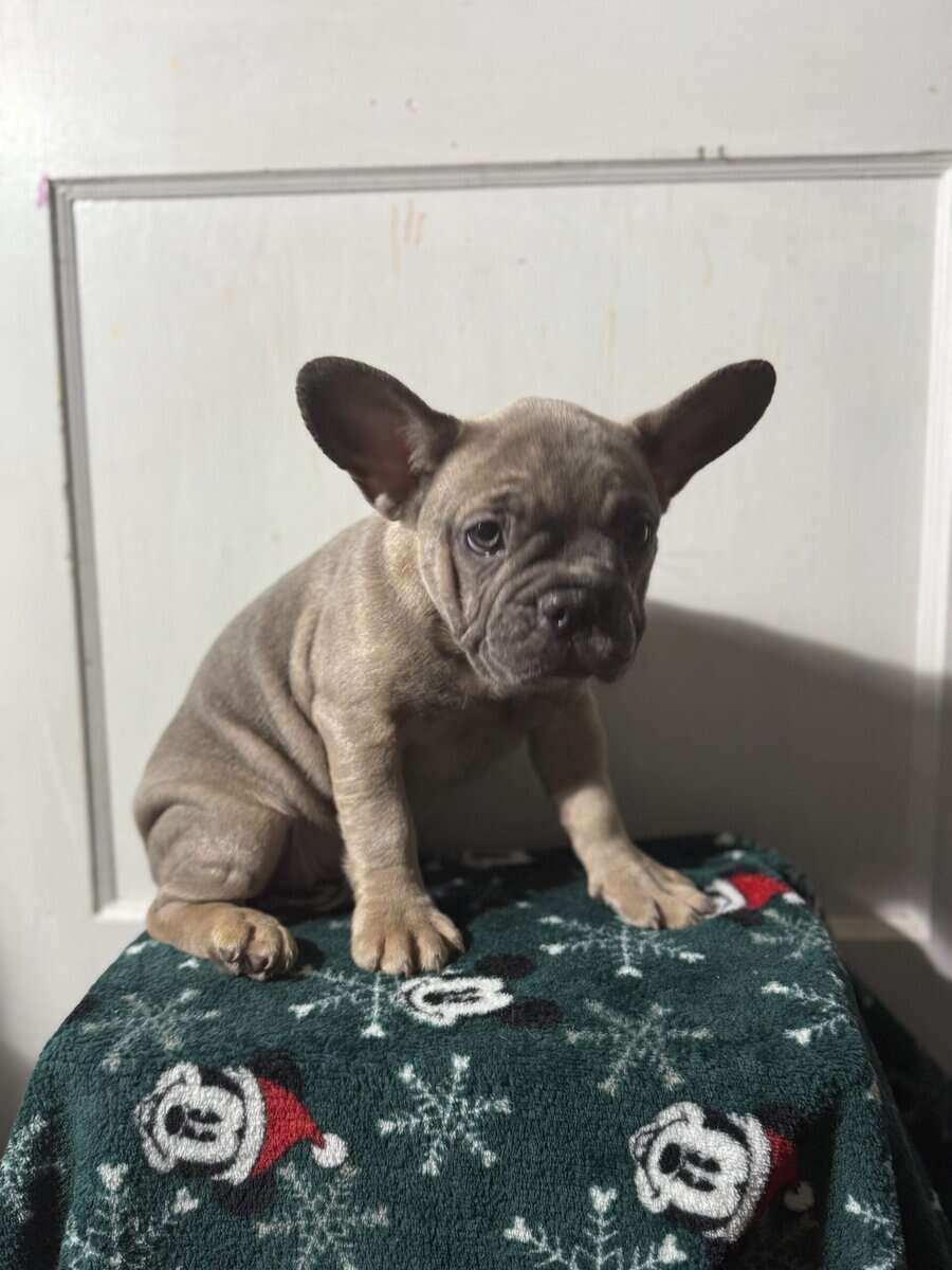 Campbell’s Fabulous Frenchies image 17