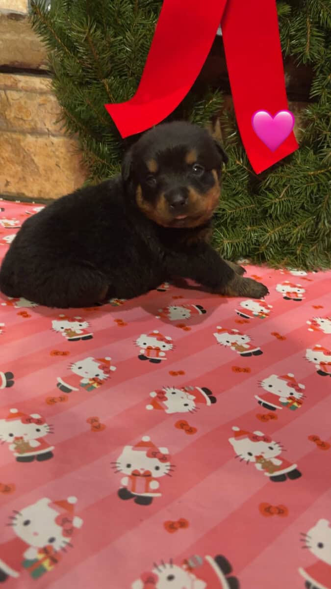 German Rottweiler puppies image 2