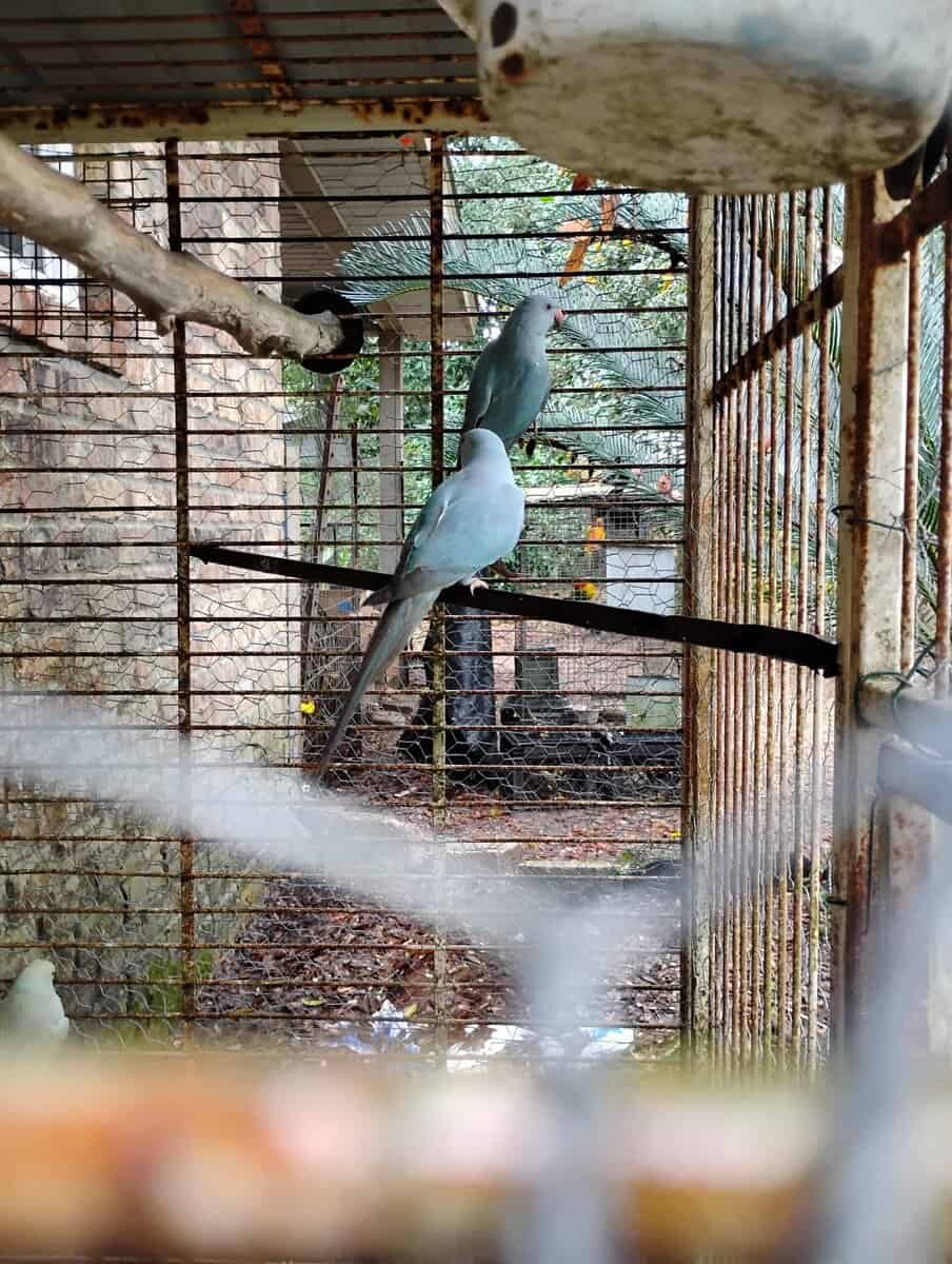 Indian ringnecks image 3