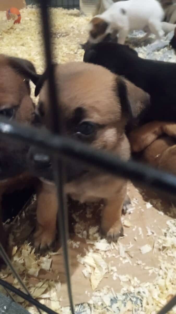 Cane Corso/ pug mix puppies image 1
