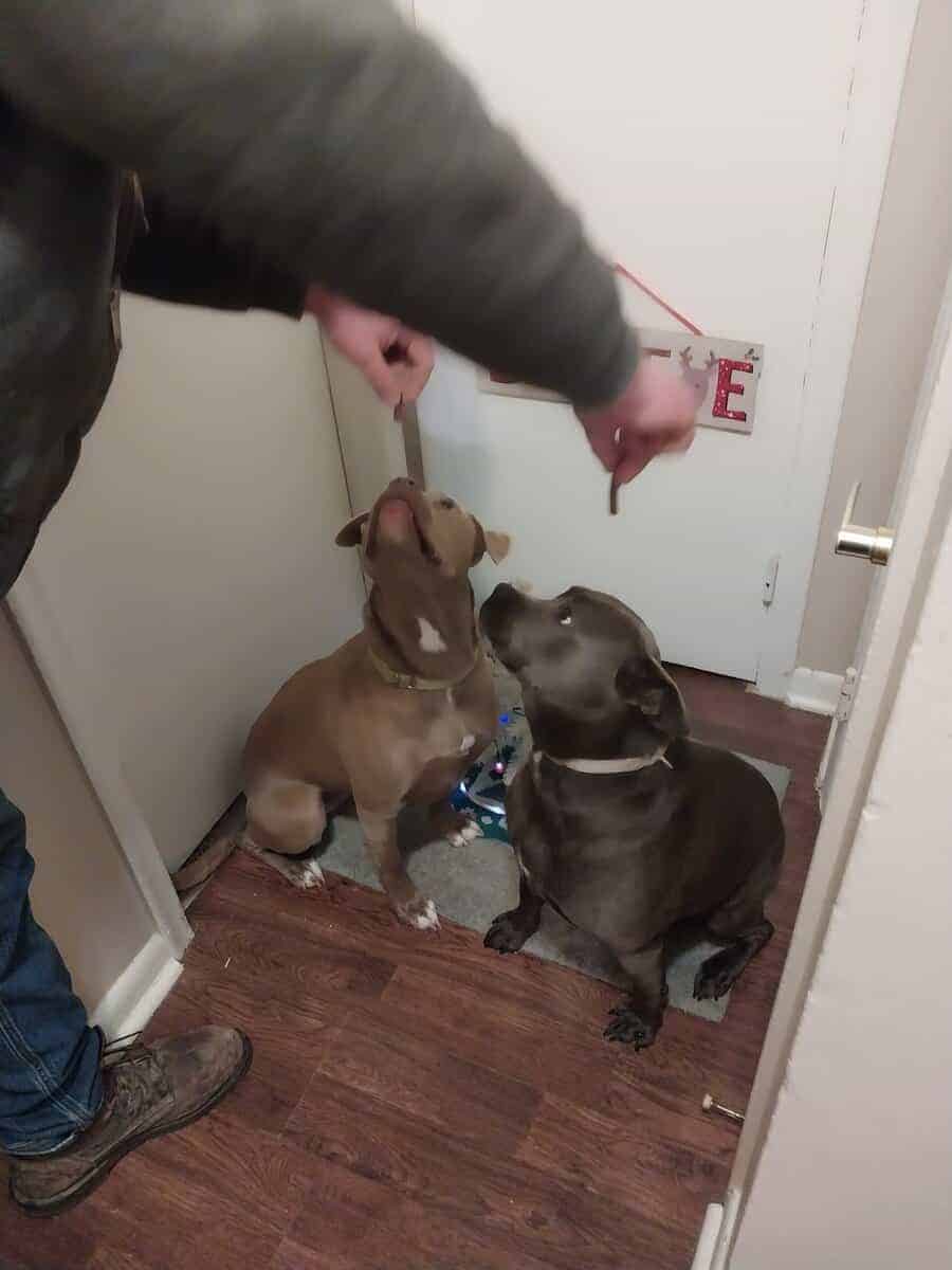 Bully mixes image 3