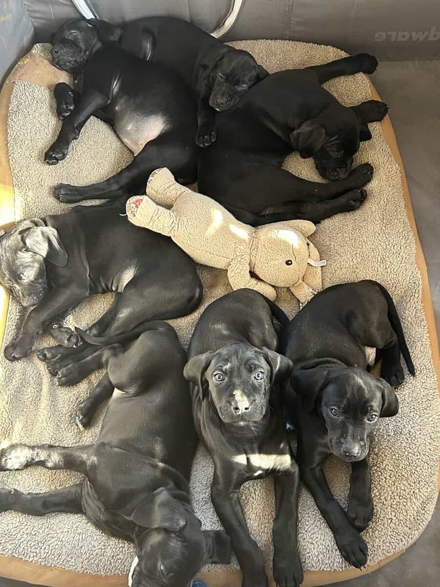 Boweimer pups image 13