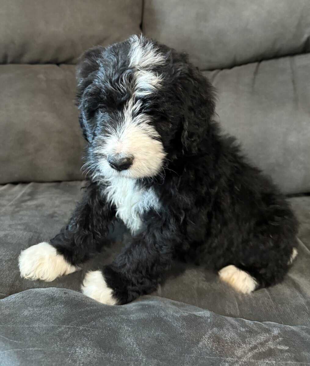 Bernedoodle Pups For Sale image 5