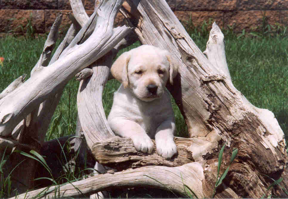 Labrador Puppies, Yellow, AKC Reg. image 2