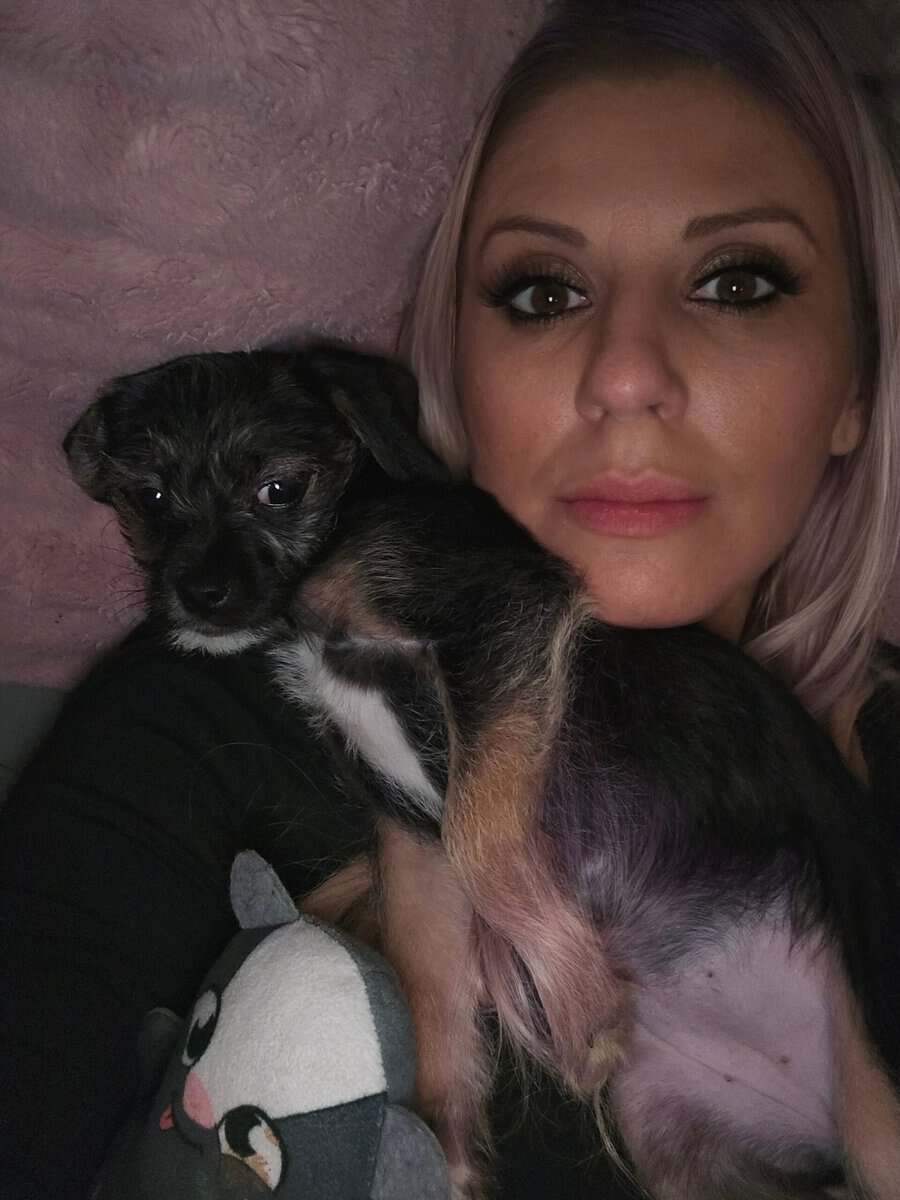 Chiweenie/Maltese Puppy - female image 4