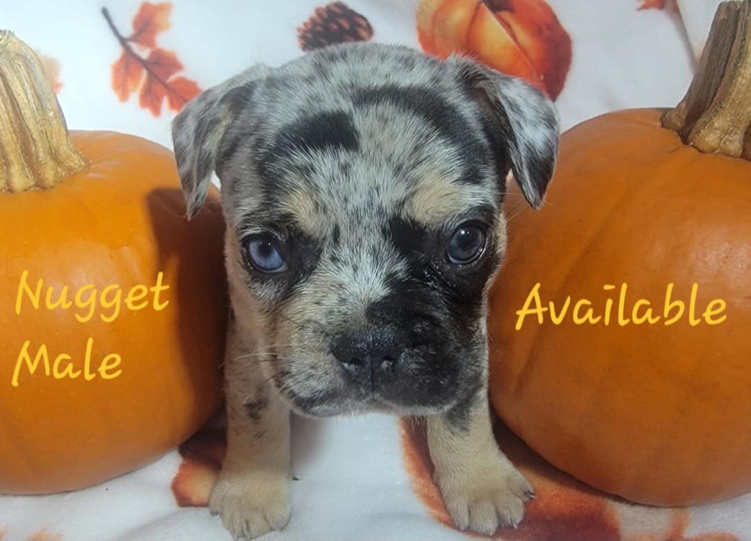 AKC French Bulldog Puppies - Ready NOW! image 12