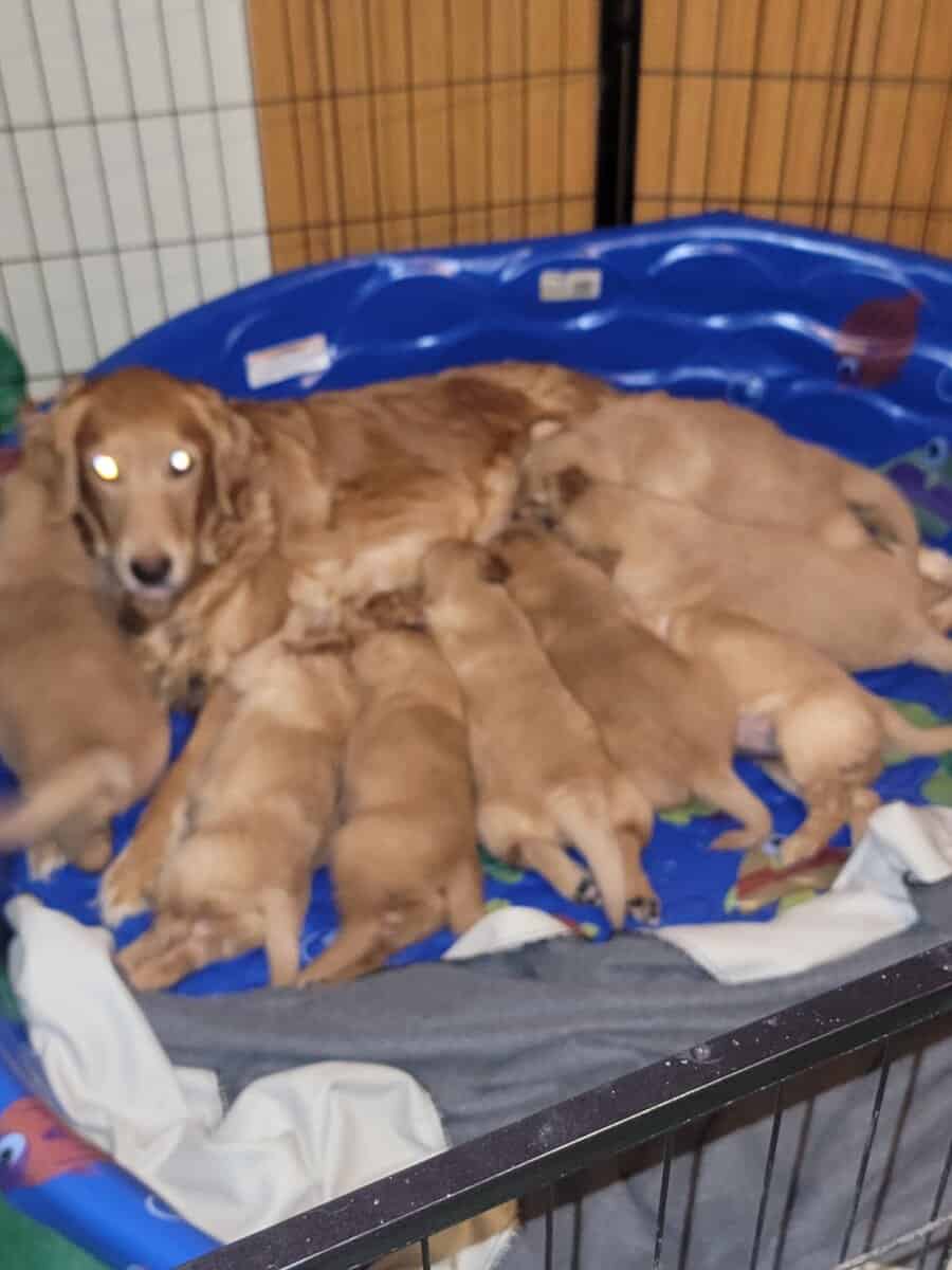 Golden retrievers puppies AKC, JM family pets image 1