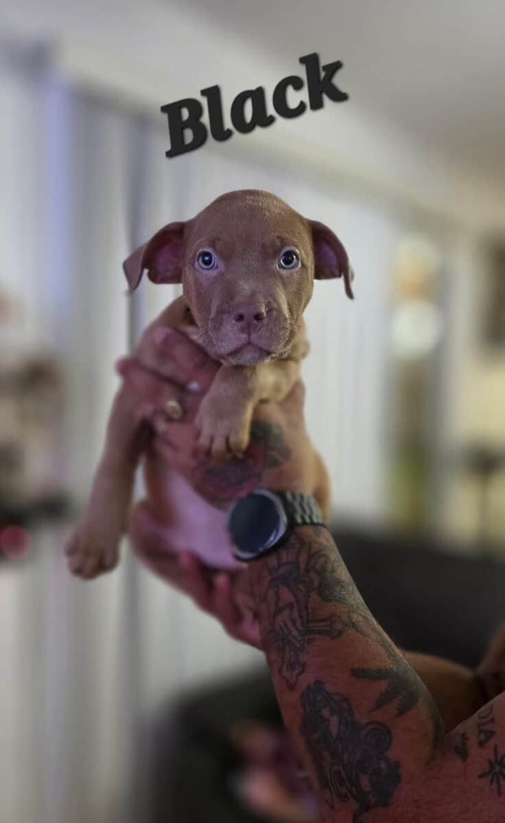 Male pitbull puppies image 5