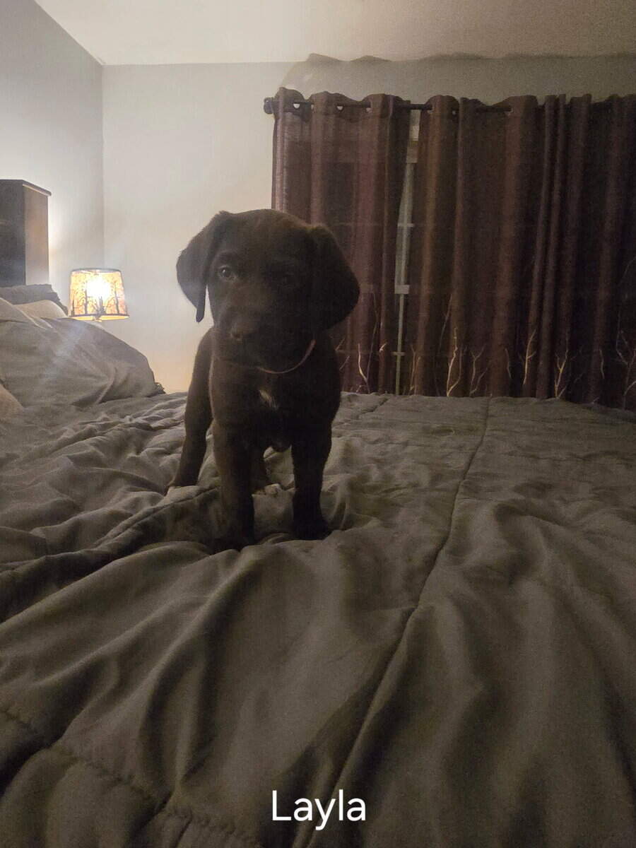 Silver lab /german wired pointer mix image 13