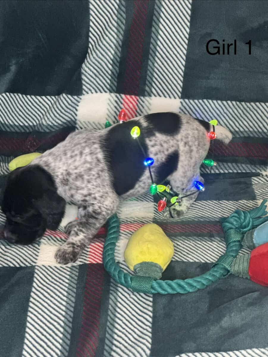 German Shorthair Pointer Puppies image 2
