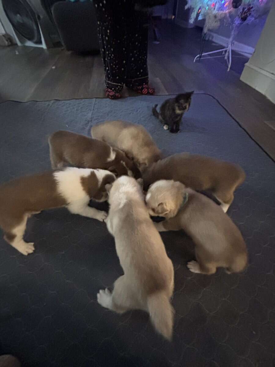 Alusky Puppies image 6