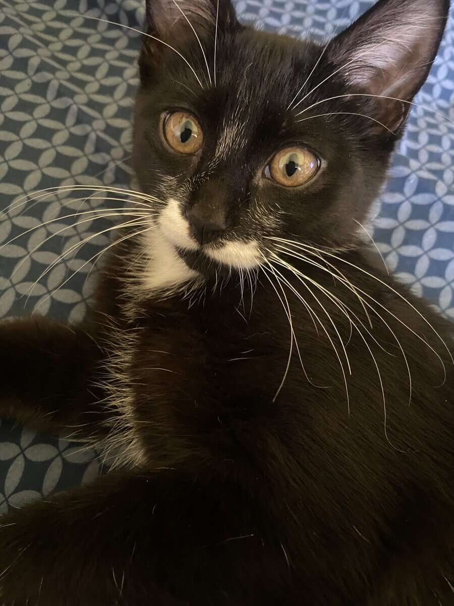 Giving away 1 Year Old Cat image 1