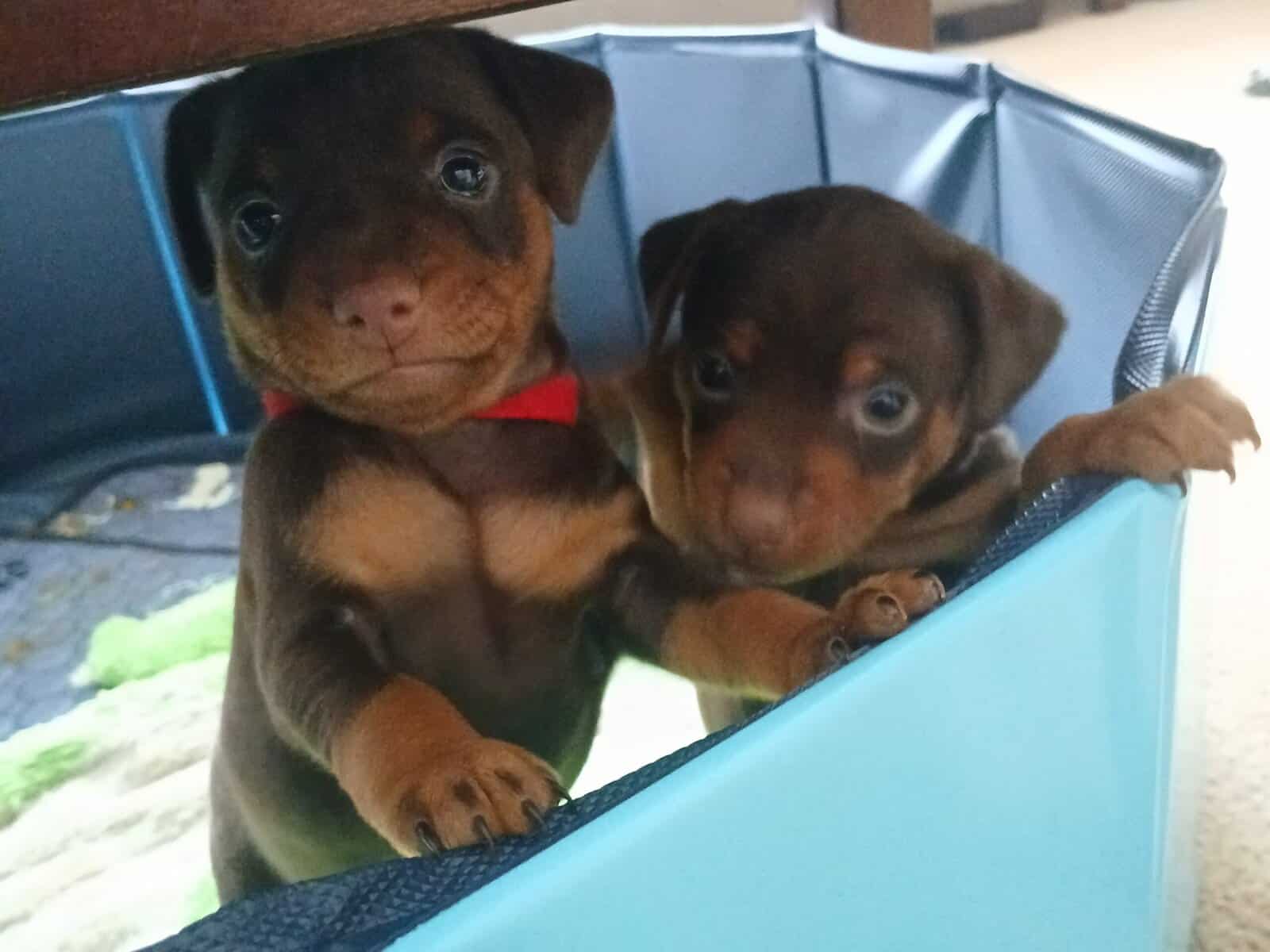 Min Pin Puppies image 3
