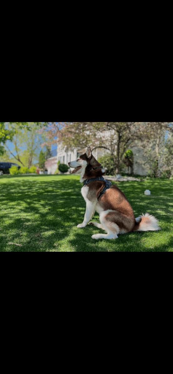 Purebred Siberian Husky – Blue Eyes – Excellent Co image 6