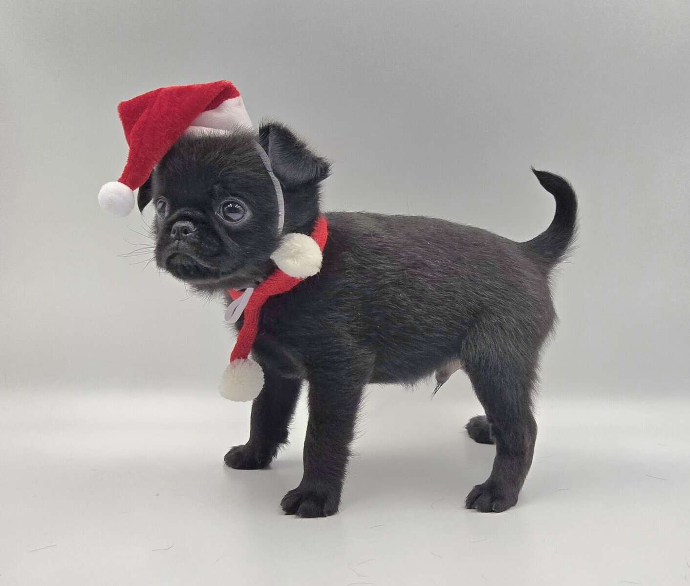Brussels Griffon image 2